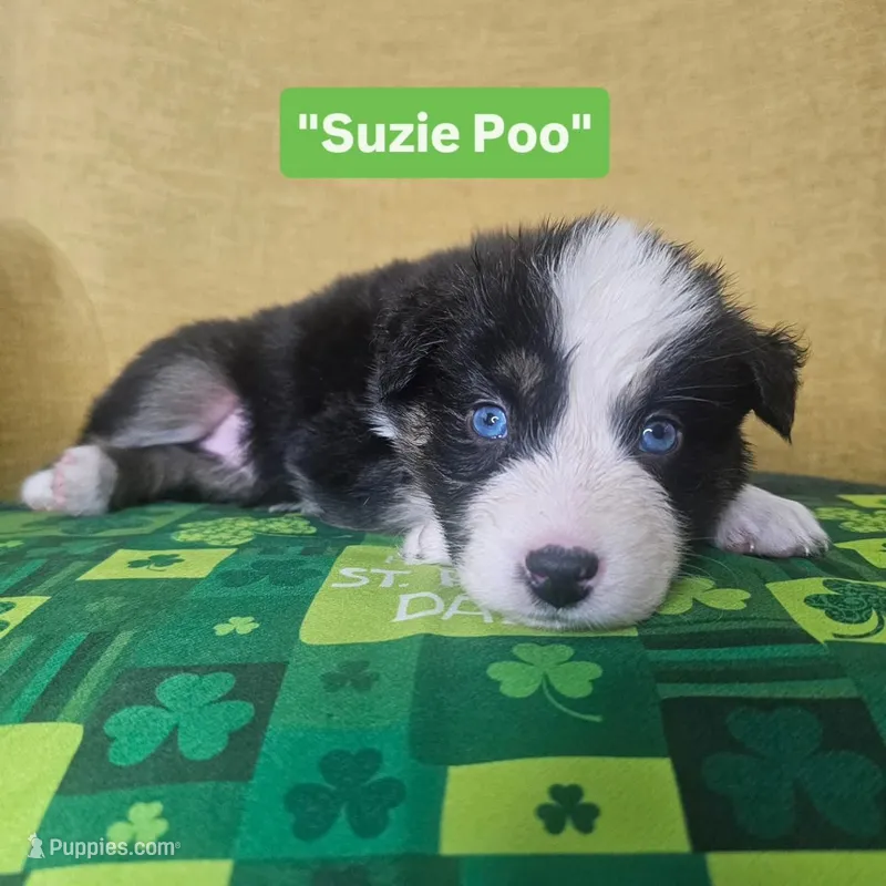 Suzie Poo