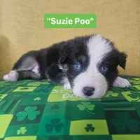 Suzie Poo, a female Australian Shepherd for sale in Phoenix, AZ – Photo 2 of 7