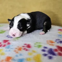 Kali, a female Australian Shepherd for sale in Phoenix, AZ – Photo 5 of 7