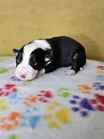 processed/6334c06e-d379-42f4-942c-b85e684c3d2f/listing/e52a6da6-db9a-4706-ae0c-fb29b03c71e2/6286c611-1418-48f6-92bb-3f65b23d2384