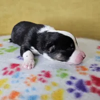 Kali, a female Australian Shepherd for sale in Phoenix, AZ – Photo 6 of 7