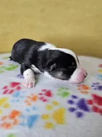 processed/6334c06e-d379-42f4-942c-b85e684c3d2f/listing/e52a6da6-db9a-4706-ae0c-fb29b03c71e2/79c8829f-0407-45a4-8468-c0c9e46d729e