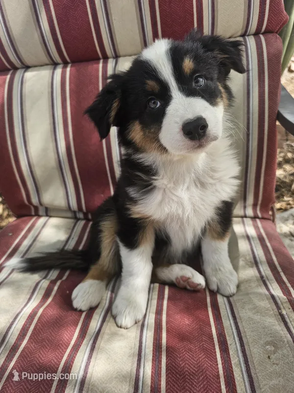 Kali – Australian Shepherd puppy for sale in Phoenix, AZ