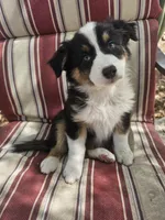 Kali, a female Australian Shepherd for sale in Phoenix, AZ – Photo 1 of 7