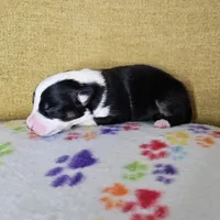 Kali, a female Australian Shepherd for sale in Phoenix, AZ – Photo 7 of 7