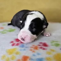 Kali, a female Australian Shepherd for sale in Phoenix, AZ – Photo 4 of 7