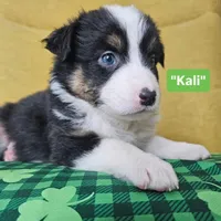 Kali, a female Australian Shepherd for sale in Phoenix, AZ – Photo 2 of 7