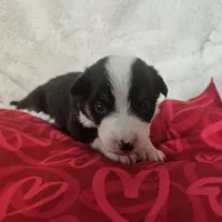 Kali, a female Australian Shepherd for sale in Phoenix, AZ – Photo 3 of 7