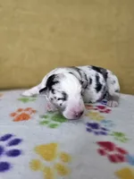 processed/6334c06e-d379-42f4-942c-b85e684c3d2f/listing/eef801e0-2ac9-41aa-a3dc-43acc2b5c0d1/8f339da5-2d6e-472c-83b8-b37f0099468c