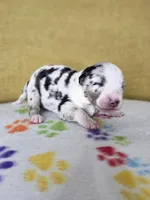 processed/6334c06e-d379-42f4-942c-b85e684c3d2f/listing/eef801e0-2ac9-41aa-a3dc-43acc2b5c0d1/9b5c66dd-03ce-4e21-963c-114dd3715718