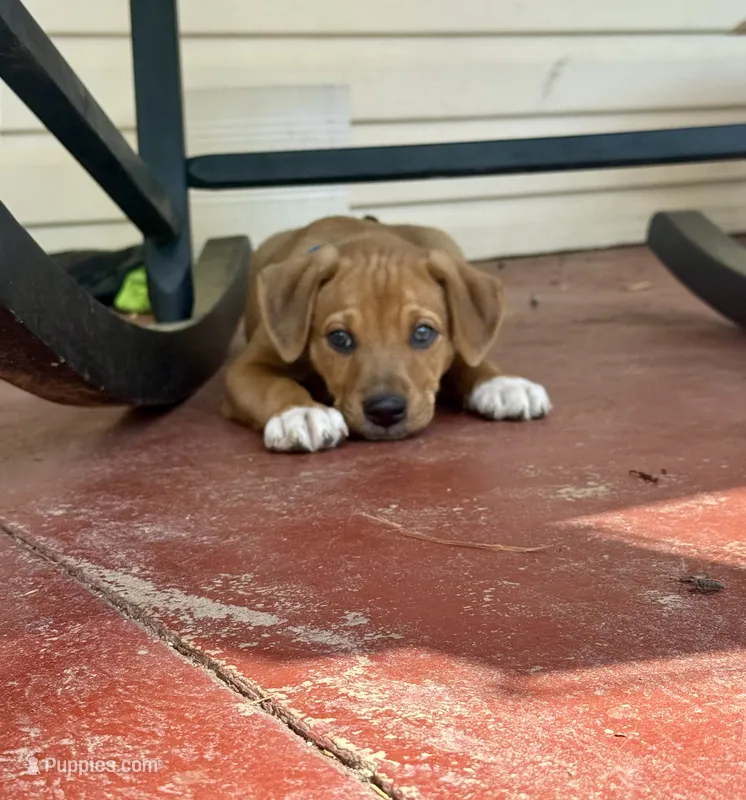 Harold – Treeing Feist puppy for sale in Evergreen, AL