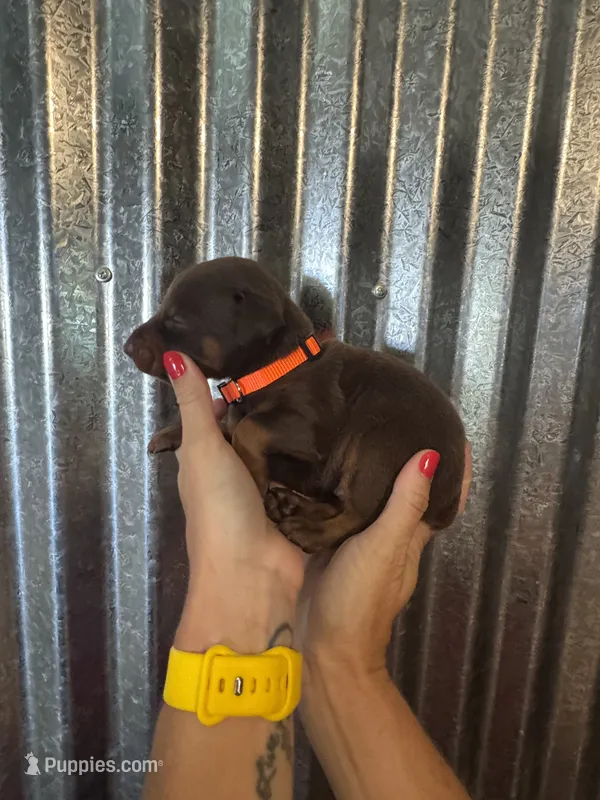 Orange Collar – Doberman Pinscher puppy for sale in Fort Worth, TX