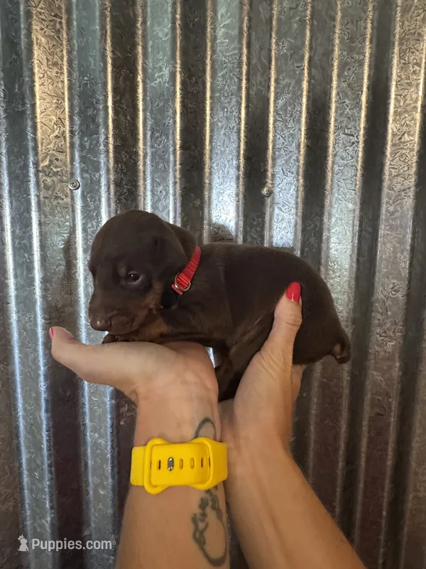 Red Collar – Doberman Pinscher puppy for sale in Fort Worth, TX