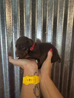 Red Collar, a male Doberman Pinscher for sale in Fort Worth, TX – 1 of 1