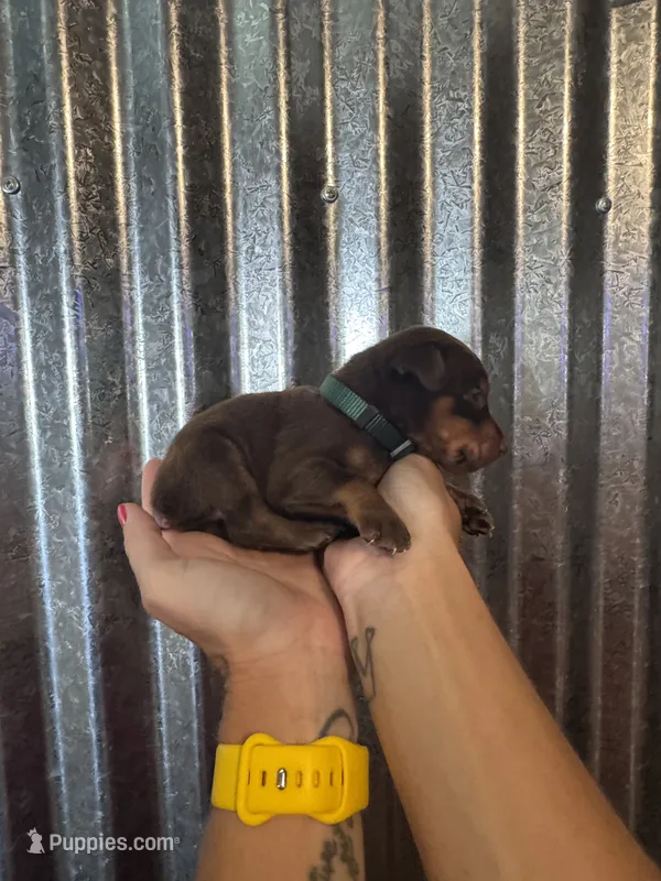 Green Collar – Doberman Pinscher puppy for sale in Fort Worth, TX