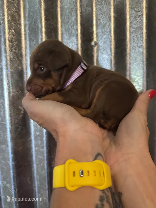 Purple Collar – Doberman Pinscher puppy for sale in Fort Worth, TX