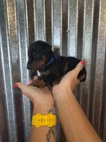 Blue Collar, a male Doberman Pinscher for sale in Fort Worth, TX – 1 of 1