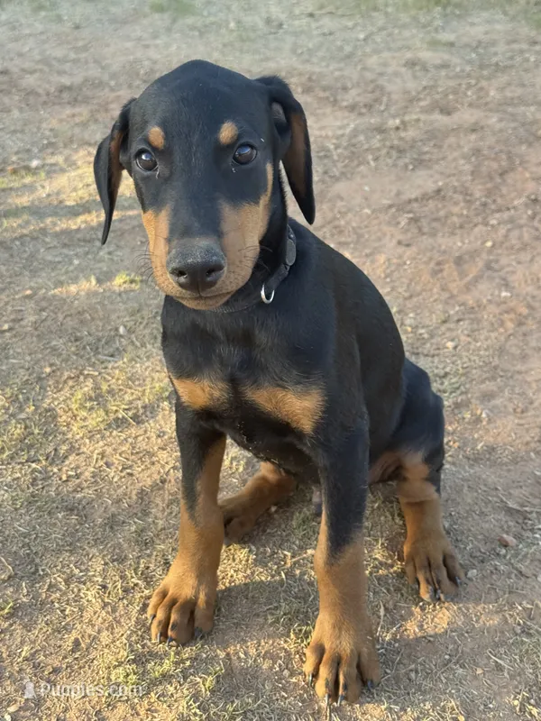Black Collar – Doberman Pinscher puppy for sale in Fort Worth, TX