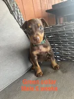 Green Collar, a male Doberman Pinscher for sale in Fort Worth, TX – 2 of 2