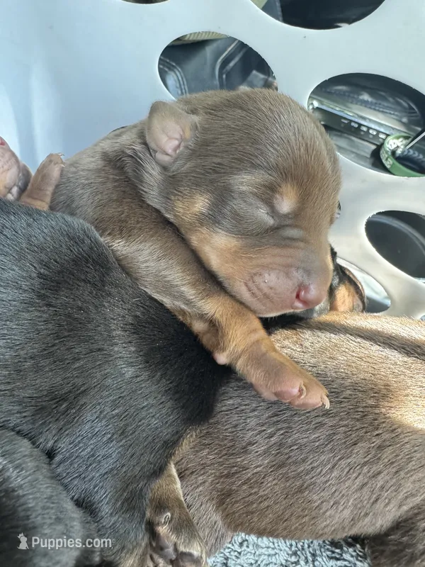 Puppy 1 – Doberman Pinscher puppy for sale in Fort Worth, TX