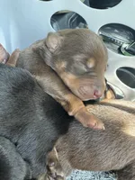 Puppy 1, a male Doberman Pinscher for sale in Fort Worth, TX – 1 of 1