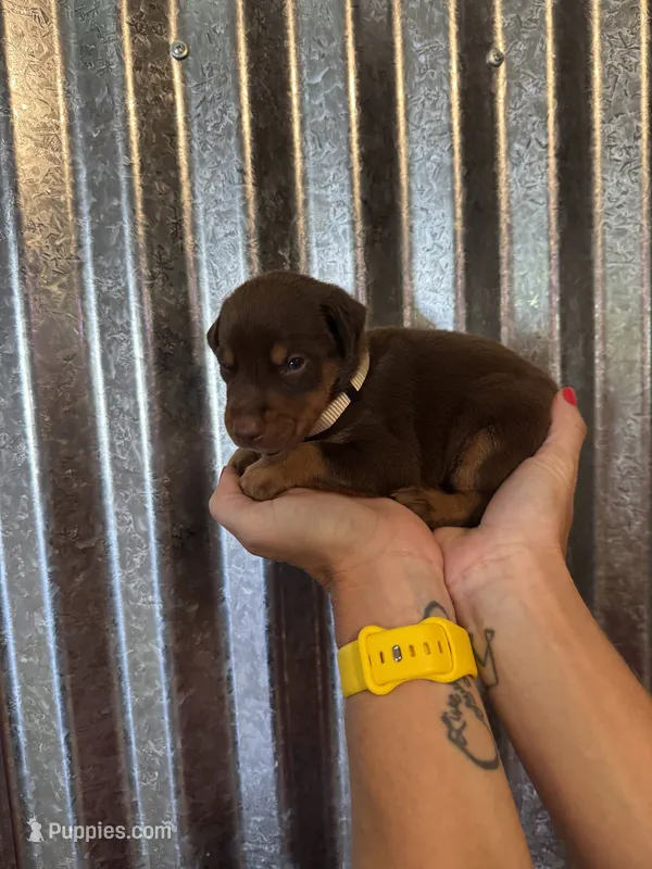White Collar – Doberman Pinscher puppy for sale in Fort Worth, TX