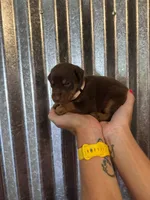White Collar, a female Doberman Pinscher for sale in Fort Worth, TX – 1 of 1