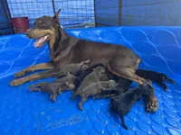 Litter of 12. 8 male, 4 female. , a male Doberman Pinscher for sale in Fort Worth, TX – 3 of 3