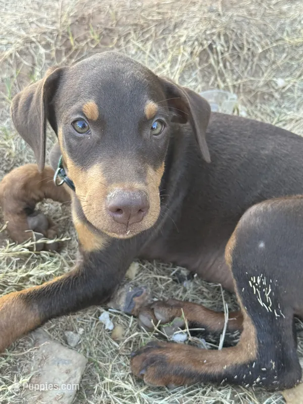 Green Collar – Doberman Pinscher puppy for sale in Fort Worth, TX