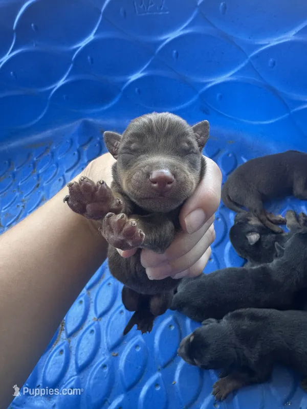 Litter of 12. 8 male, 4 female.  – Doberman Pinscher puppy for sale in Fort Worth, TX