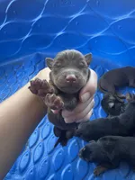 Litter of 12. 8 male, 4 female. , a male Doberman Pinscher for sale in Fort Worth, TX – 1 of 3