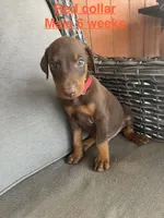 Red Collar, a male Doberman Pinscher for sale in Fort Worth, TX – 2 of 2