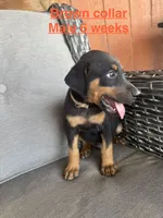 Brown Collar, a male Doberman Pinscher for sale in Fort Worth, TX – 2 of 2
