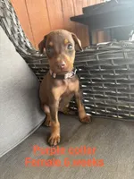 Purple Collar, a female Doberman Pinscher for sale in Fort Worth, TX – 2 of 2