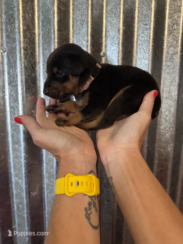 Brown Collar – Doberman Pinscher puppy for sale in Fort Worth, TX