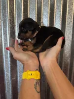 Brown Collar, a male Doberman Pinscher for sale in Fort Worth, TX – 1 of 1