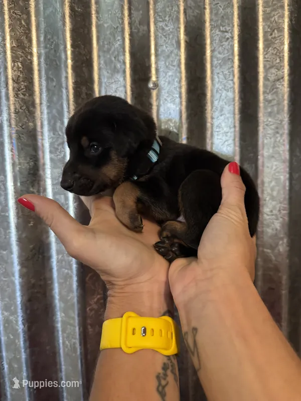 Light Blue Collar – Doberman Pinscher puppy for sale in Fort Worth, TX