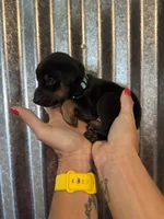 Light Blue Collar, a male Doberman Pinscher for sale in Fort Worth, TX – 1 of 1