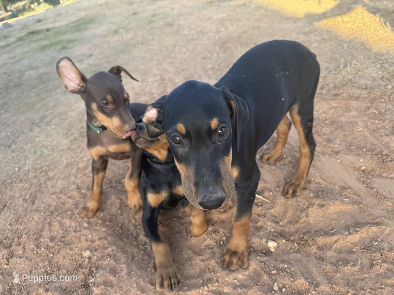 Brown Collar – Doberman Pinscher puppy for sale in Fort Worth, TX
