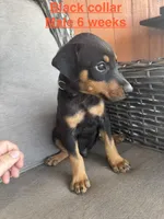 Black Collar, a male Doberman Pinscher for sale in Fort Worth, TX – 2 of 2