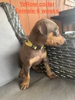 Yellow Collar, a female Doberman Pinscher for sale in Fort Worth, TX – 2 of 2