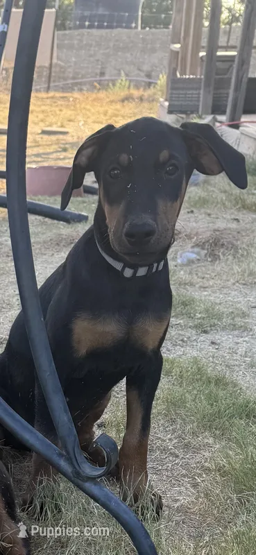 Brown Collar – Doberman Pinscher puppy for sale in Fort Worth, TX