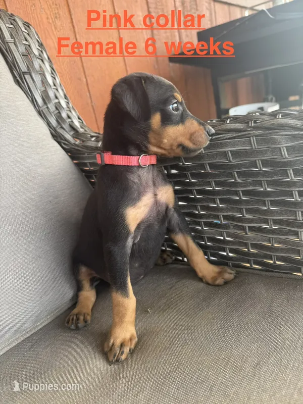 Pink Collar – Doberman Pinscher puppy for sale in Fort Worth, TX
