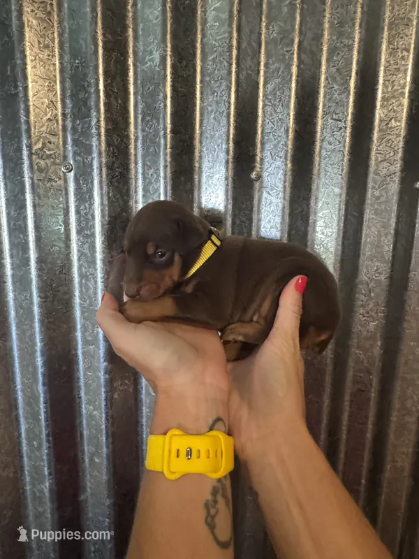 Yellow Collar – Doberman Pinscher puppy for sale in Fort Worth, TX