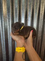 Yellow Collar, a female Doberman Pinscher for sale in Fort Worth, TX – 1 of 1