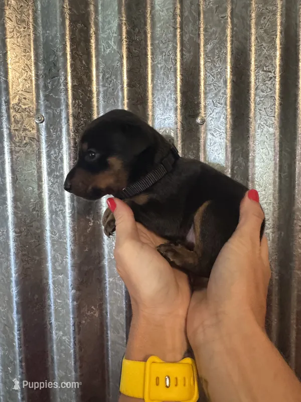 Black Collar – Doberman Pinscher puppy for sale in Fort Worth, TX