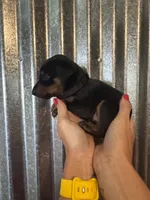 Black Collar, a male Doberman Pinscher for sale in Fort Worth, TX – 1 of 1