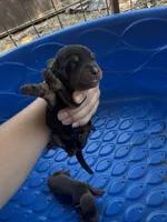 Litter of 12. 8 male, 4 female. , a male Doberman Pinscher for sale in Fort Worth, TX – 2 of 3