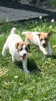 Sunshine , a female Jack Russell Terrier for sale in Mount Vernon, IL – 3 of 4