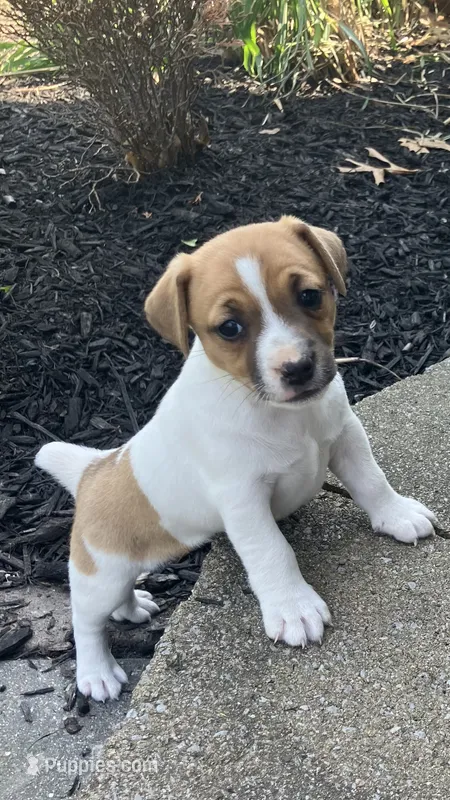 Sunshine  – Jack Russell Terrier puppy for sale in Mount Vernon, IL